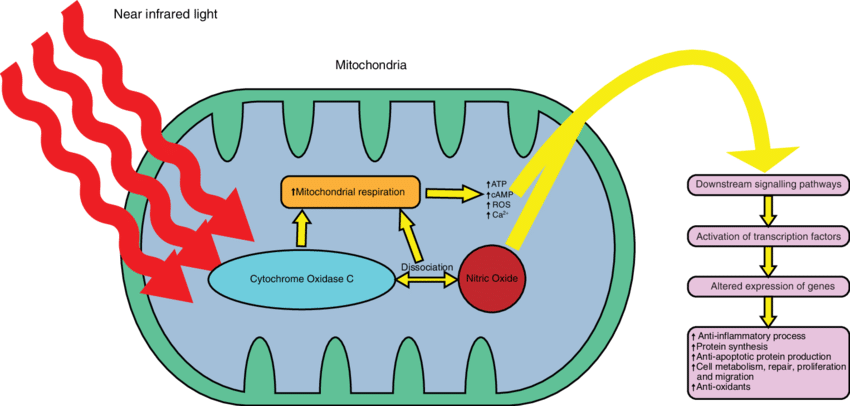 Mitochondria and infrared light